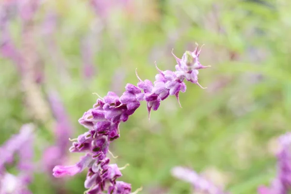 熱帯にサルビアの花 — ストック写真