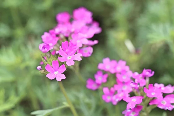 Fleurs Violettes Dans Jardin Tropical — Photo