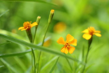 Tropica Diasy çiçek