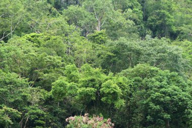 Tropikal yeşil ağaç