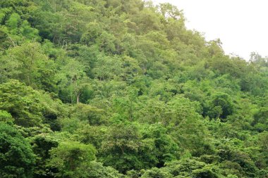 Tropikal yeşil ağaç