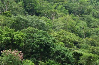 Tropikal yeşil ağaç