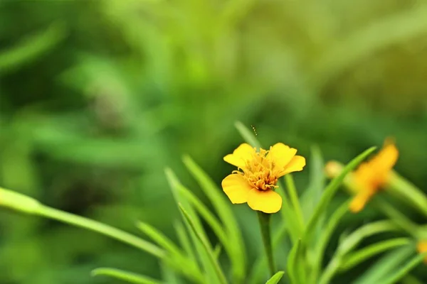 Diasy Blomma Tropica — Stockfoto