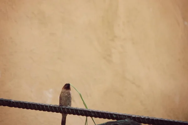 Sparrow Morder Grama Lâmina — Fotografia de Stock