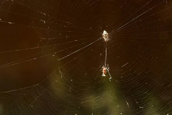 Spinnennetze Mit Spinne — Stockfoto