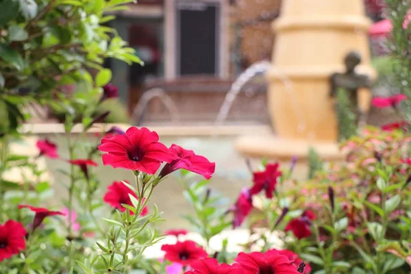 Petunia Bloemen Tropische — Stockfoto