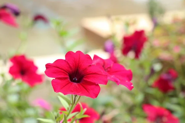 Petúnie Květiny Tropických — Stock fotografie