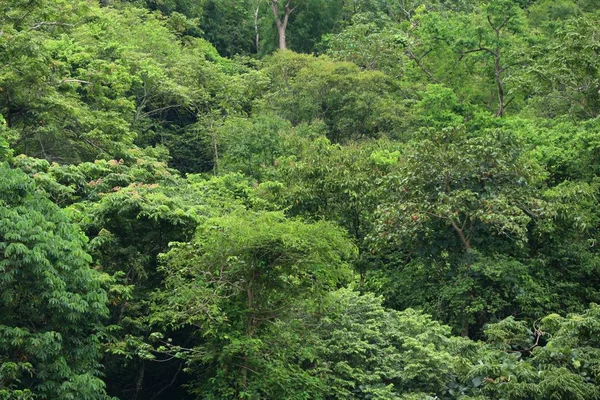 Green Tree Tropical — Stock Photo, Image