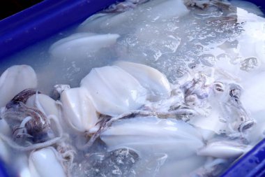 pazarda taze kalamar