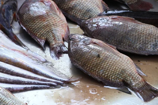 Färsk Fisk Marknaden — Stockfoto