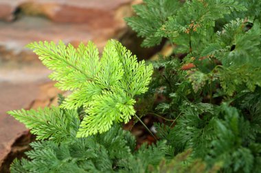 Tropikal yeşil eğreltiotu