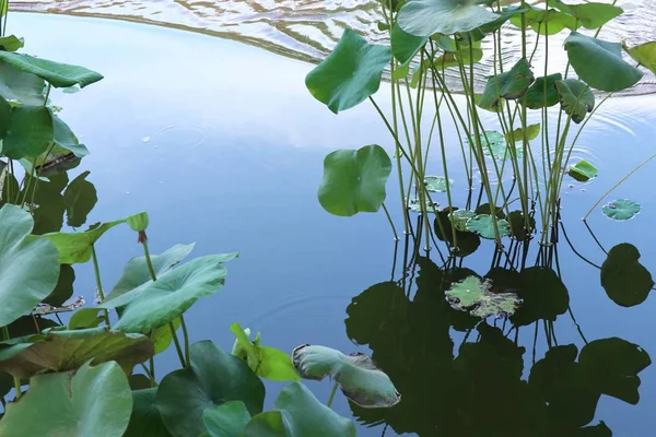 Indah Bunga Teratai Danau — Stok Foto