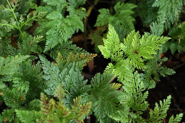 Grön Ormbunke Tropical — Stockfoto