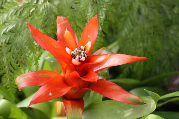 Fiore Bromeliade Tropicale — Foto Stock