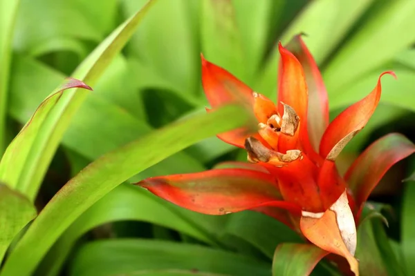 Bromeliad Flor Tropical — Foto de Stock