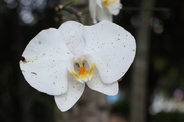 Flor Orquídea Blanca Tropical —  Fotos de Stock