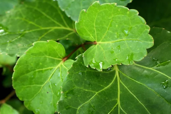 Grüne Blätter Tropischen — Stockfoto