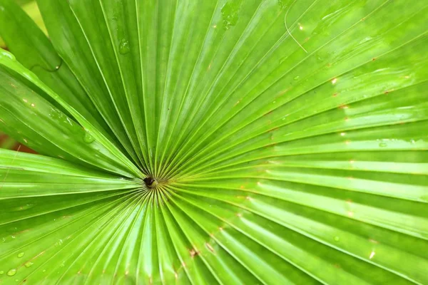 Green Leaves Backgroud Garden — Stock Photo, Image