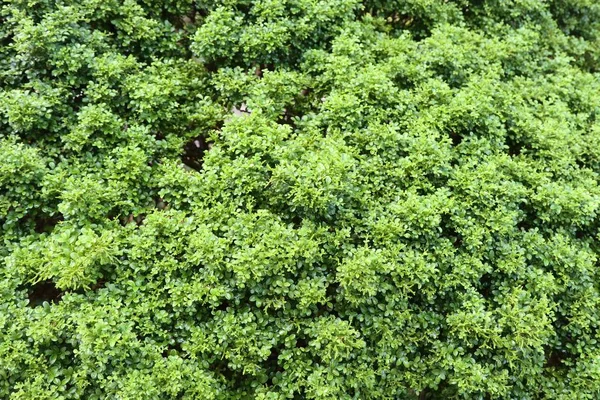 Зеленые Листья — стоковое фото