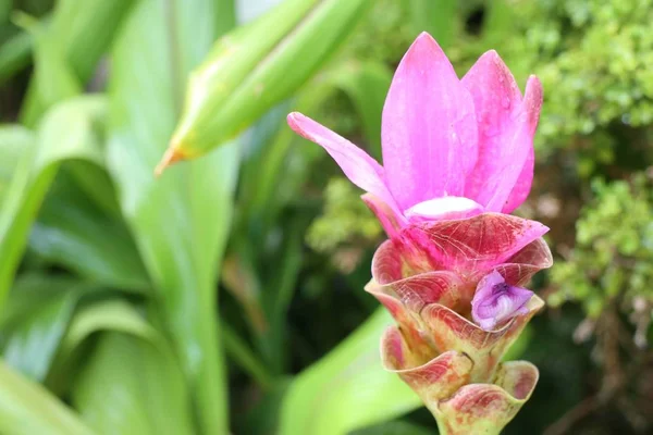 Siam Tulpenblüten Tropischen — Stockfoto