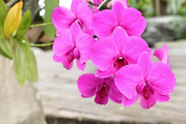 Tropische Rosa Orchideenblume — Stockfoto