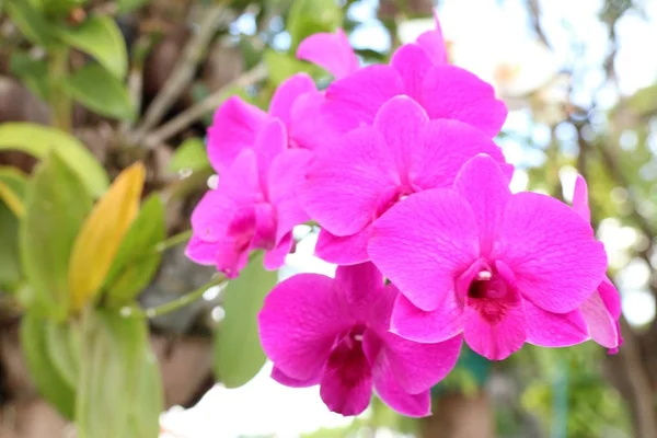 Tropical Pink Orchid Flower — Stock Photo, Image