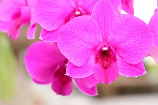 Tropische Rosa Orchideenblume — Stockfoto