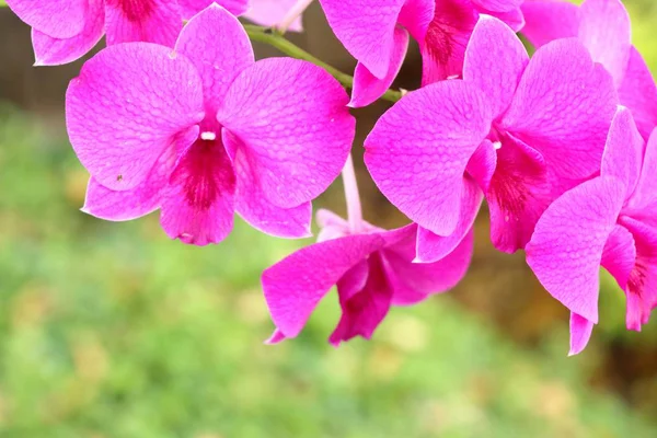 Tropische Rosa Orchideenblume — Stockfoto