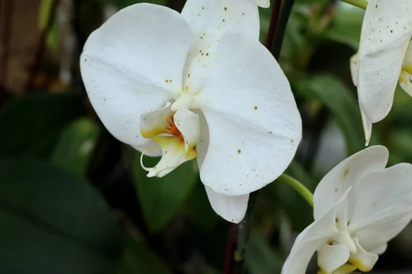 Tropische Witte Orchidee Bloem — Stockfoto