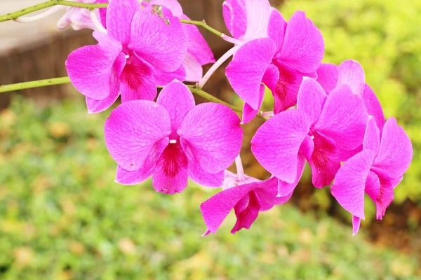 Tropische Rosa Orchideenblume — Stockfoto