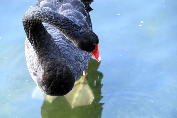 Black Swan Lake — Stock Photo, Image