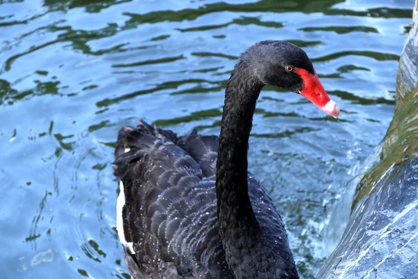 Cisne Negro Lago — Fotografia de Stock