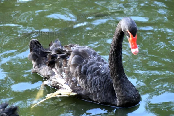 Black Swan Lake — Stock Photo, Image