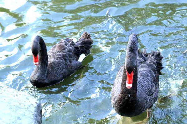 Black Swan Lake — Stock Photo, Image