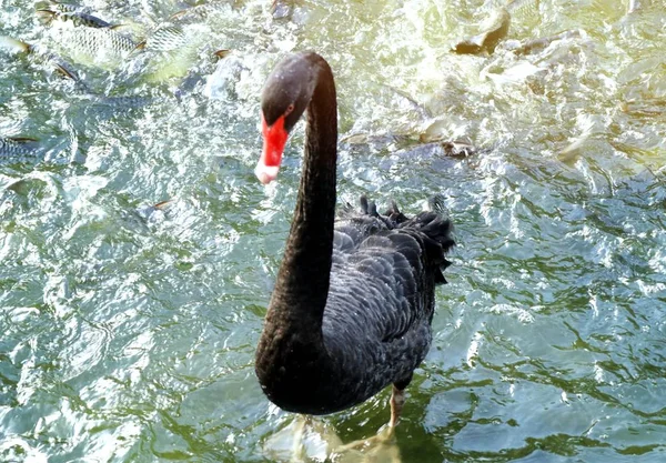 Cisne Negro Lago —  Fotos de Stock