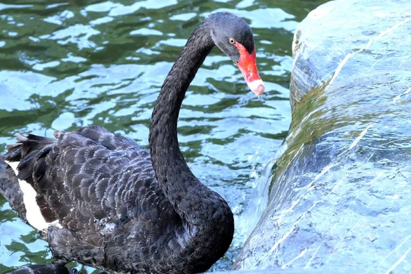 Black Swan Lake — Stock Photo, Image