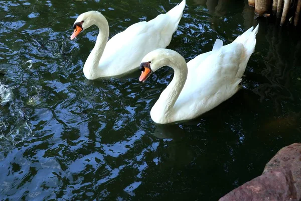 호수에 — 스톡 사진