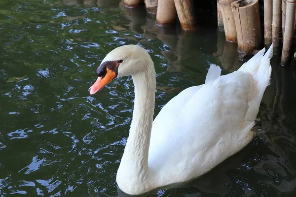 Bílá Labuť Jezeře — Stock fotografie