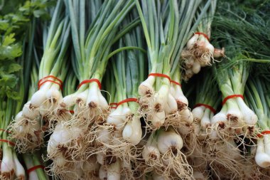 taze soğan piyasası