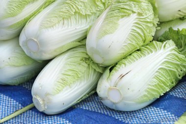 Çin lahanası Market