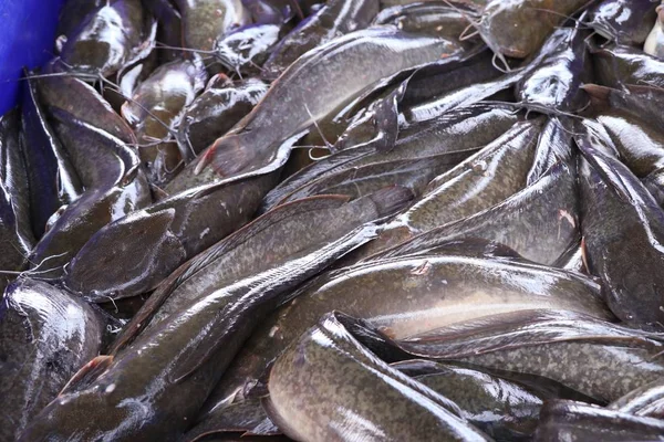 Frischer Fisch Auf Dem Markt — Stockfoto