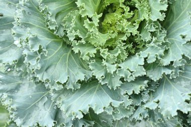 Tropikal bahçede lahana