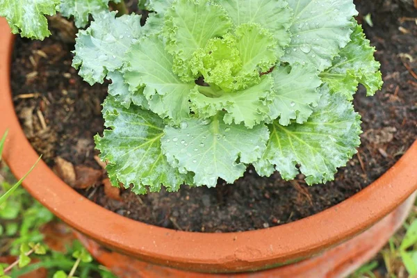 Cabbage Garden Tropical — Stock Photo, Image