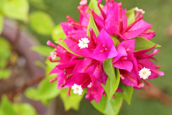 Bougainvillea Flores Tropical — Fotografia de Stock