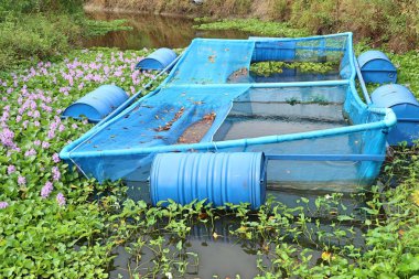 Su sümbül alan ile balık kafes