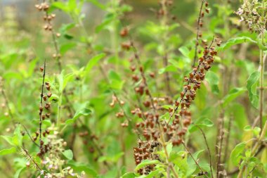 fesleğen bitki Bahçe