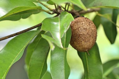 Sapodilla meyvesi ağaçta