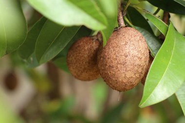 Sapodilla meyvesi ağaçta