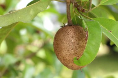 Sapodilla meyvesi ağaçta
