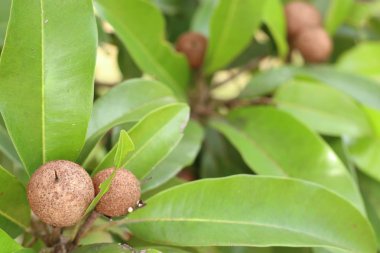 Sapodilla meyvesi ağaçta